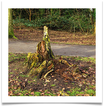 JN OldStump - John North